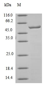 (Tris-Glycine gel) Discontinuous SDS-PAGE (reduced) with 5% enrichment gel and 15% separation gel. (Tris-Glycine gel) Discontinuous SDS-PAGE (reduced) with 5% enrichment gel and 15% separation gel.