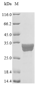 Recombinant Escherichia coli Chaperone protein fimC (fimC) - image 1