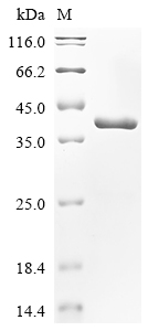 Recombinant Escherichia coli Chaperone protein fimC (fimC) - image 1