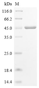 Recombinant Escherichia coli Chaperone protein fimC (fimC) - image 1