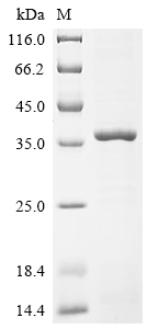 Recombinant Drosophila melanogaster Protein nanos (nos) , partial - image 1