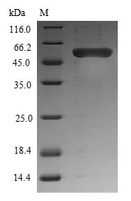 SDS-PAGE- Recombinant protein Xenopus wnt8