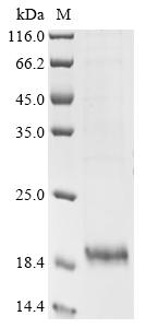 Recombinant Pig Protegrin-2 (NPG2) , partial - image 1
