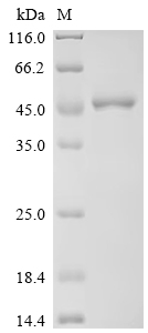 Recombinant Human Guanine nucleotide-binding protein G (q) subunit alpha (GNAQ) - image 1