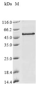 Recombinant Triticum aestivum Dehydrin COR410 (COR410) - image 1