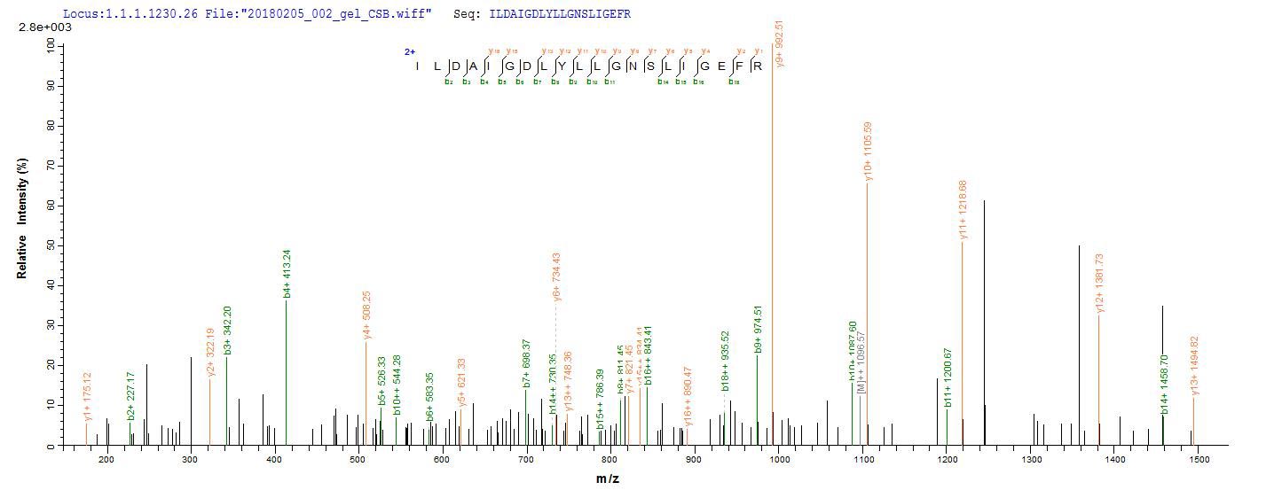LC-MS Analysis 2- Recombinant protein Pseudomonas lpxC