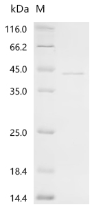 Recombinant Vespula vulgaris Phospholipase A1 - image 1