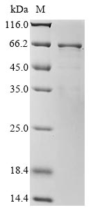 Recombinant Arachis hypogaea Allergen Arachin Arah3 isoform - image 1