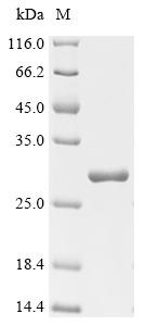 Recombinant Trichoderma harzianum Endo-1, 4-beta-xylanase - image 1
