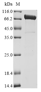 Recombinant Salmonella typhimurium Phase 2 flagellin (fljB) , partial, Biotinylated - image 1