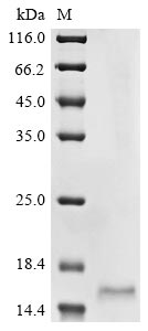 Recombinant Medicago truncatula LysM domain protein (MTR_4g091010) - image 1