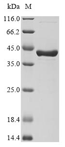 Recombinant chimeric Dpo4 [synthetic construct] - image 1