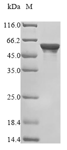 Recombinant Human Heterogeneous nuclear ribonucleoprotein H2 (HNRNPH2) - image 1