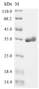 Recombinant Pantoea stewartII subsp. stewartII Transcriptional activator protein esaR (esaR) - image 1