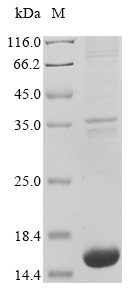 Recombinant Daucus carota Phytosulfokine-alpha - image 1