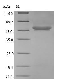 (Tris-Glycine gel) Discontinuous SDS-PAGE (reduced) with 5% enrichment gel and 15% separation gel.