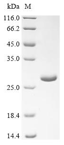 Recombinant Conus marmoreus Chi-conotoxin MrIA - image 1