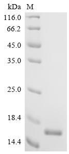 Recombinant Conus marmoreus Chi-conotoxin MrIA - image 1