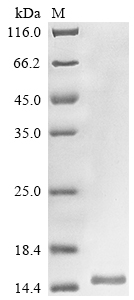 Recombinant Leiurus hebraeus Alpha-like toxin Lqh7 - image 1