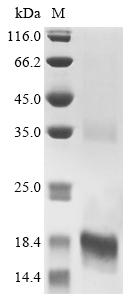 Recombinant Oldenlandia affinis Kalata-B1 (OAK1) - image 1