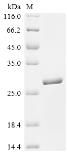 Recombinant Sheep Interferon tau-1 (IFNT1) - image 1