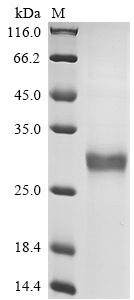 Recombinant Necator americanus Ancylostoma secreted protein 2 (ASP2) - image 1