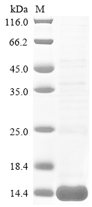 Recombinant Tityus bahiensis Toxin Tb2-II - image 1