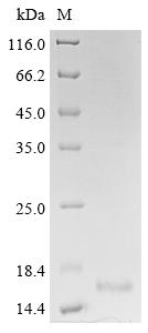 Recombinant Naja atra Cytotoxin 3 - image 1
