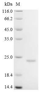 Recombinant Sheep Inter-alpha-trypsin inhibitor - image 1