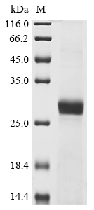 Recombinant Naja atra Cobrotoxin - image 1