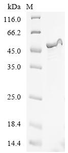 Recombinant Shigella flexneri Long-chain fatty acid transport protein (fadL) - image 1