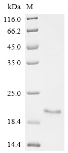 Recombinant Pandinus imperator Phospholipase A2 imperatoxin-1, partial - image 1