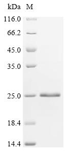 Recombinant Bungarus multicinctus Alpha-bungarotoxin isoform V31 - image 1