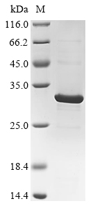 Recombinant Mesocricetus auratus Major prion protein (PRNP) - image 1
