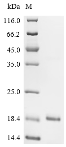 Recombinant Mouse Insulin-1 (Ins1) - image 1