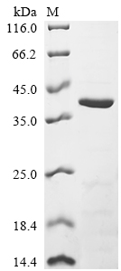 Recombinant Human HLA class I histocompatibility antigen, B alpha chain (HLA-B) , partial - image 1