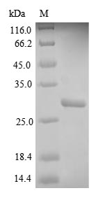 SDS-PAGE- Recombinant protein Human HLA-DQB1