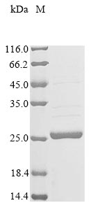 Recombinant Phaseolus vulgaris Leghemoglobin A - image 1