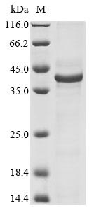 Recombinant Bovine Alpha-S2-casein (CSN1S2) - image 1