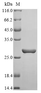 Recombinant Lens culinaris Lectin, partial - image 1
