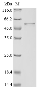Recombinant Plasmodium knowlesi Circumsporozoite protein - image 1