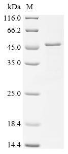 Recombinant JC polyomavirus Major capsid protein VP1 - image 1