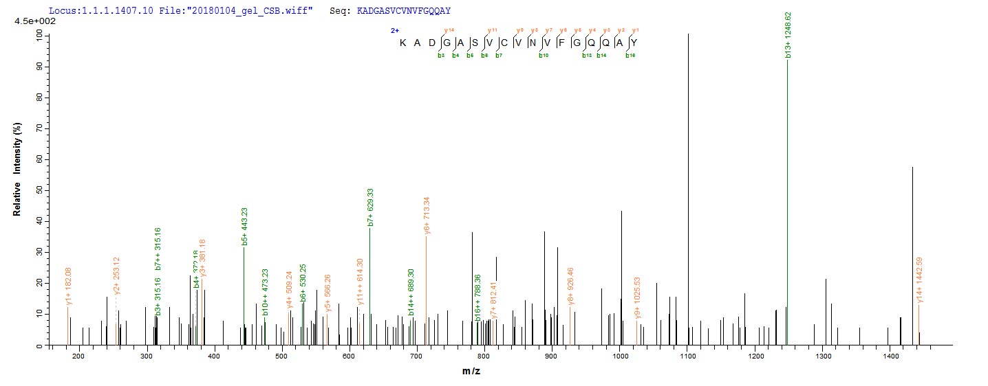 LC-MS Analysis 2- Recombinant protein Epstein-Barr BALF5