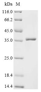 Recombinant Bombyx mori nuclear polyhedrosis virus Polyhedrin (PH) - image 1