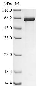 Recombinant Human adenovirus C serotype 5 Early E1A protein - image 1
