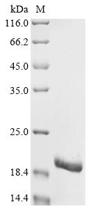 Recombinant Enterobacteria phage Qbeta Coat protein - image 1