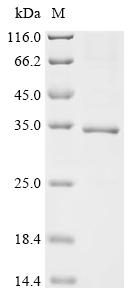 Recombinant Bothrops atrox Thrombin-like enzyme batroxobin - image 1