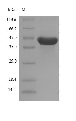 (Tris-Glycine gel) Discontinuous SDS-PAGE (reduced) with 5% enrichment gel and 15% separation gel.
