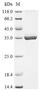 Recombinant Rhizobium meliloti Nodulation protein H (nodH) - image 1