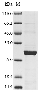 Recombinant Canine distemper virus Protein C (P/V/C) - image 1